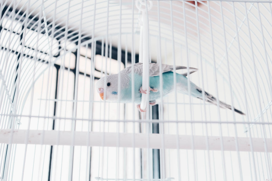 Bird-Safe Cleaners, Air Purifiers